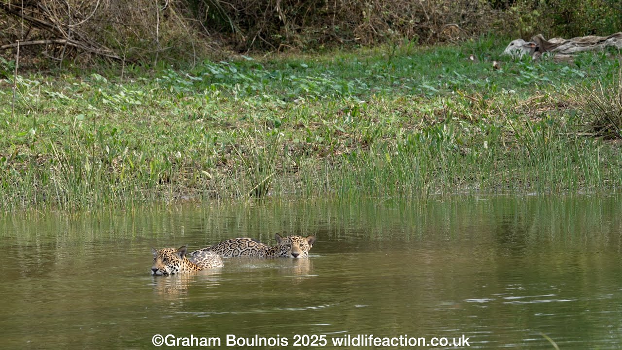 Jaguars in a waterhole in the southern Pantanal, Brazil