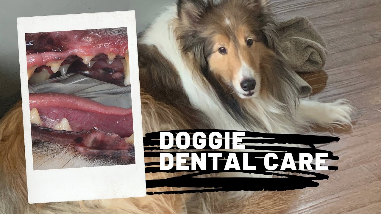 Should I Get My Dog's Teeth Cleaned?