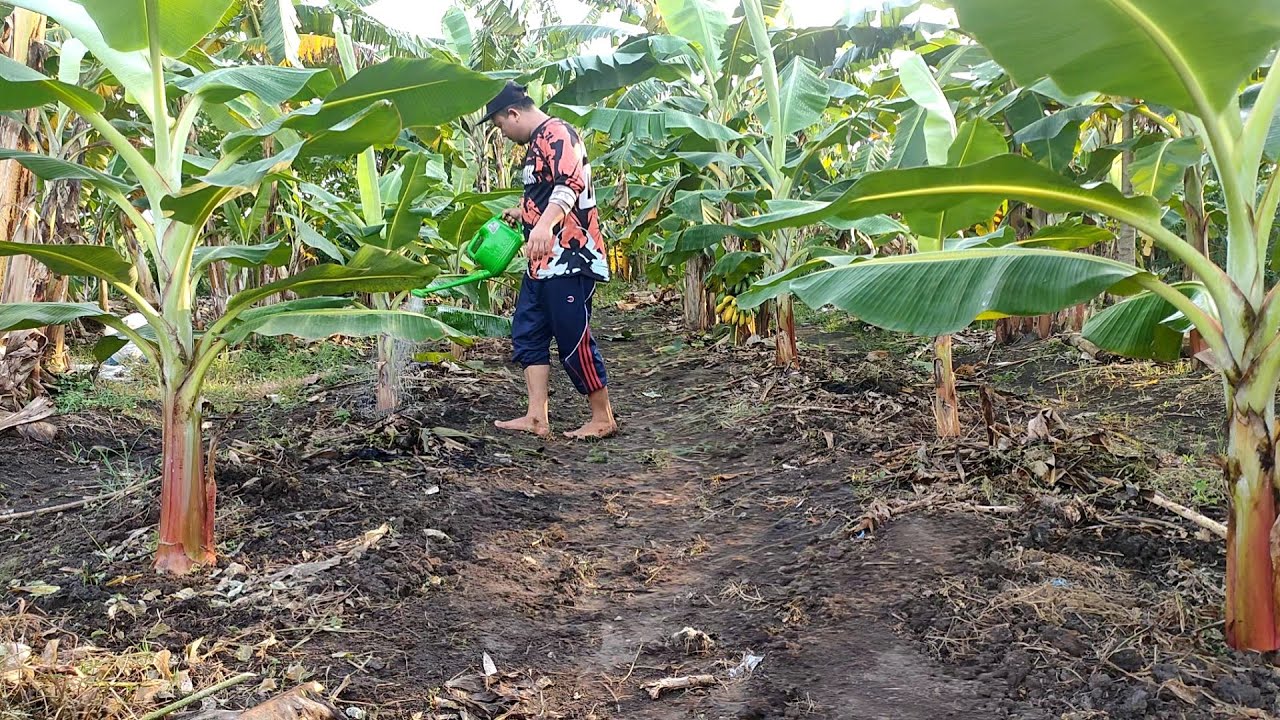 CARA MERAWAT POHON PISANG UMUR (3) TIGA BULANAN || By PETANI BERINOVASI
