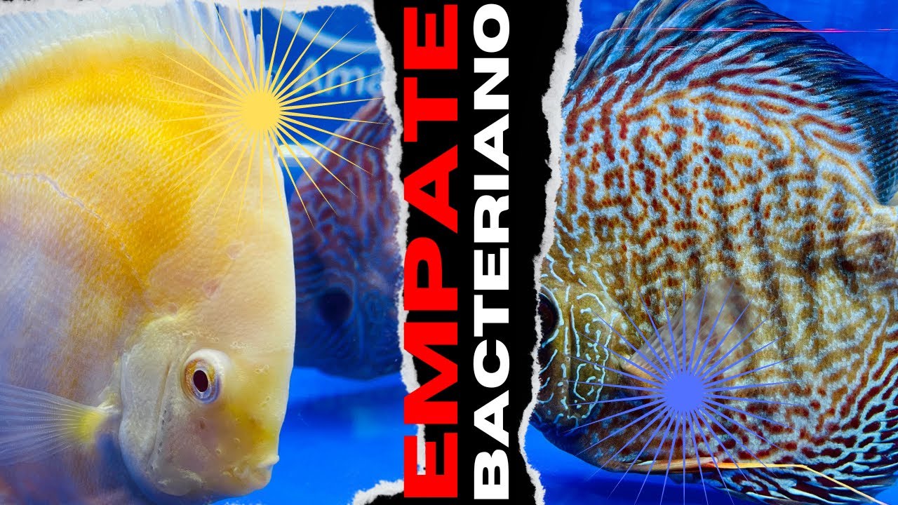 ¿Cómo se hace el EMPATE BACTERIANO de un Pez Disco? #discus  #pecesdisco #acuario