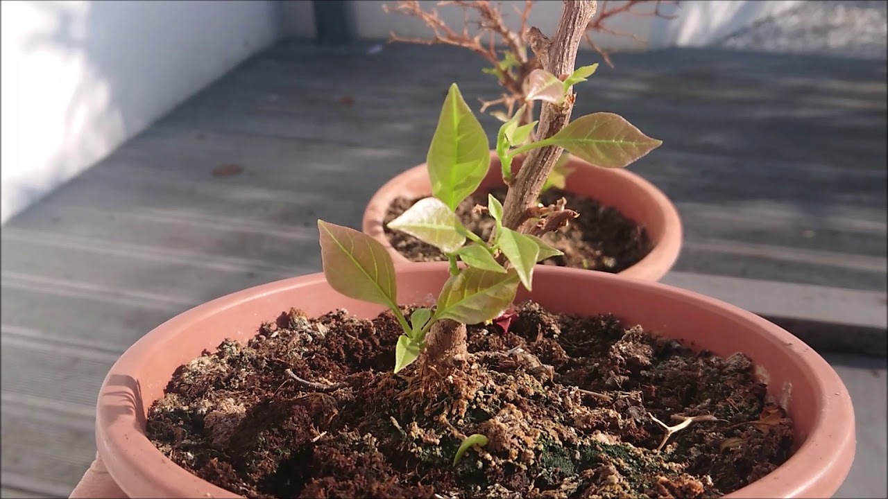 Bugenwilla, przycinanie i startowanie, wierzba płacząca.