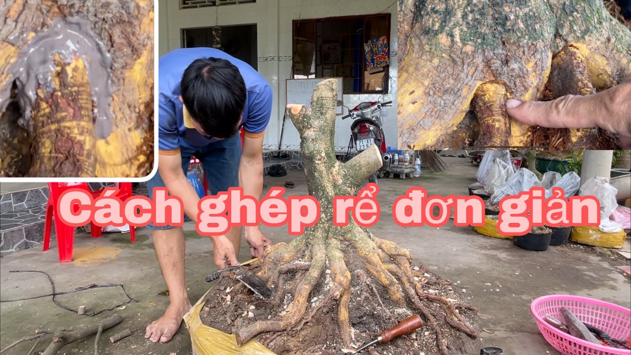 Ghép rể mai,cắt chữ v,dành cho ace thích đế đẹp
