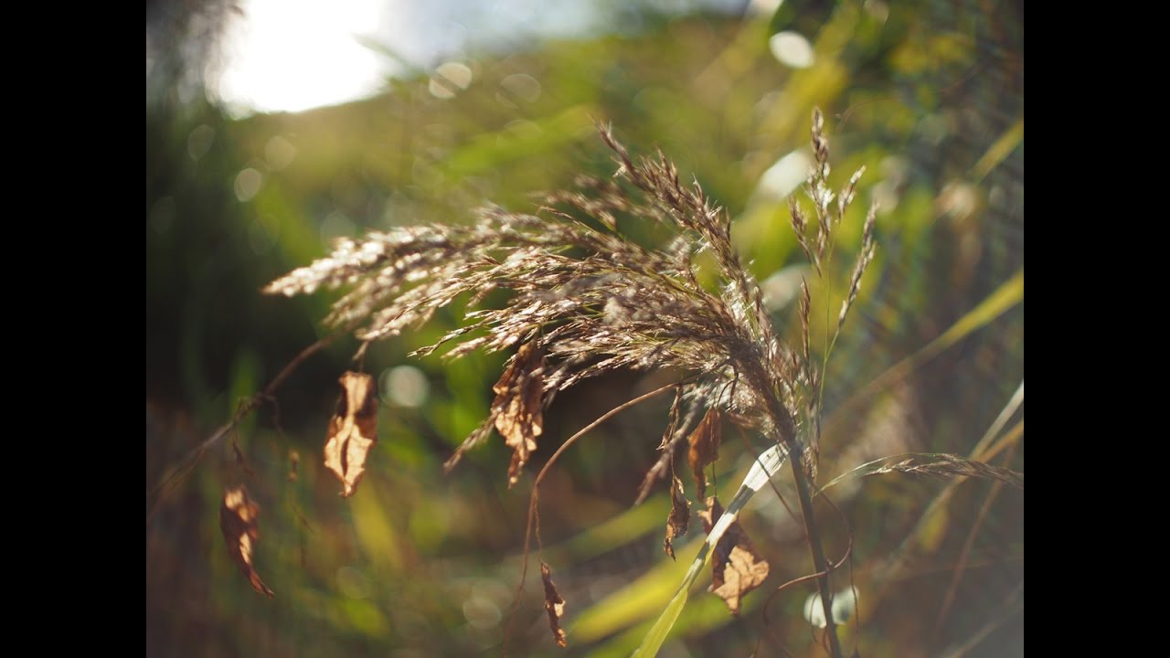 Computar 25mm F1.3 - swirly bokeh for low cost - 4K images