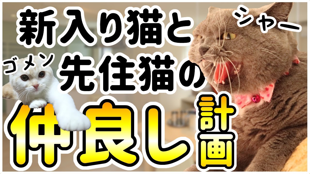 先住猫と新入り猫の仲良し計画！喧嘩しない会わせ方【1日目～5日目】