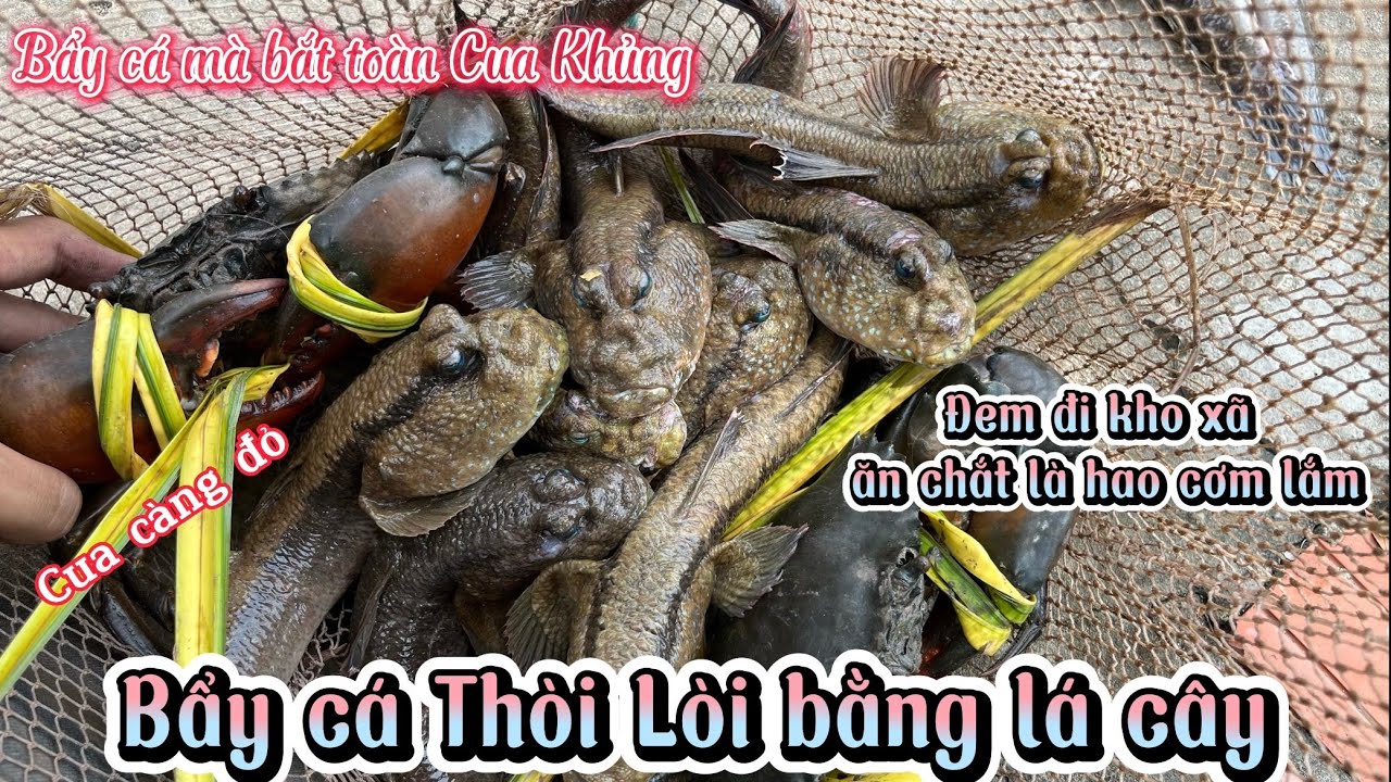 Bẩy cá Thòi Lòi bằng lá cây và cái kết Kho Xã ăn quá ngon,quá hao cơm
