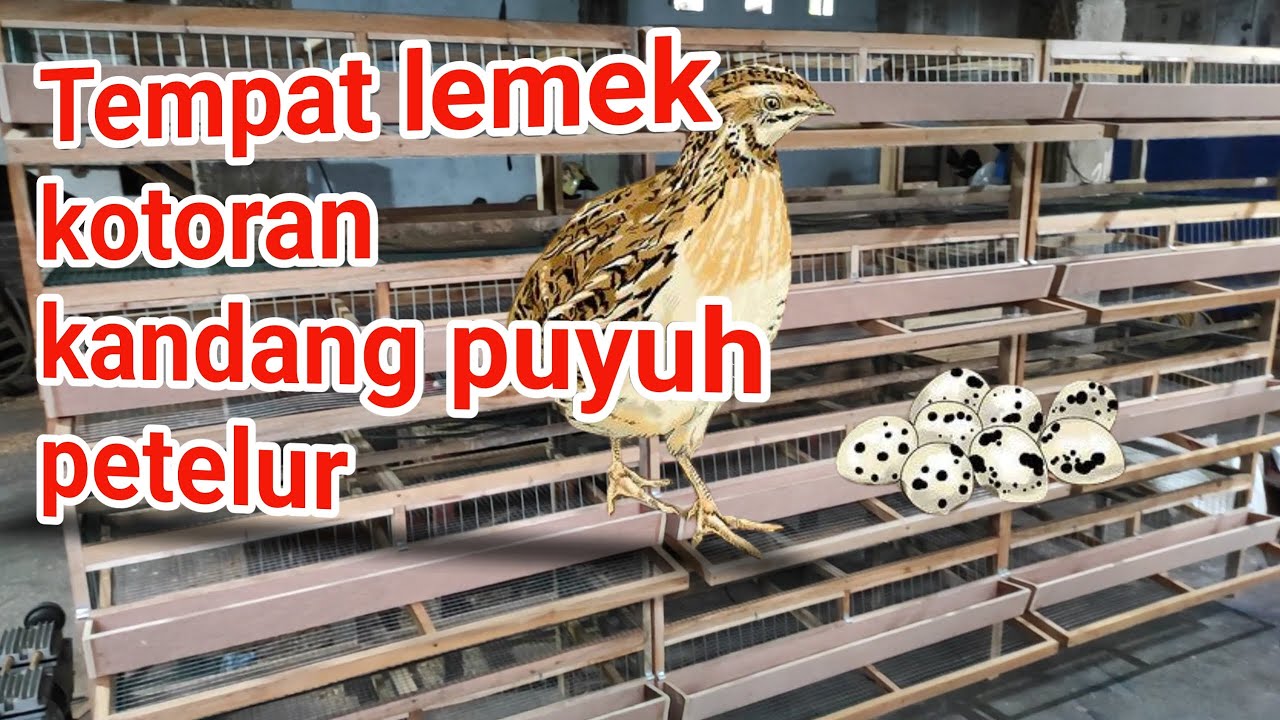 Membuat tempat kotoran puyuh|| Lemek Kotoran hewan PUYUH PETELUR