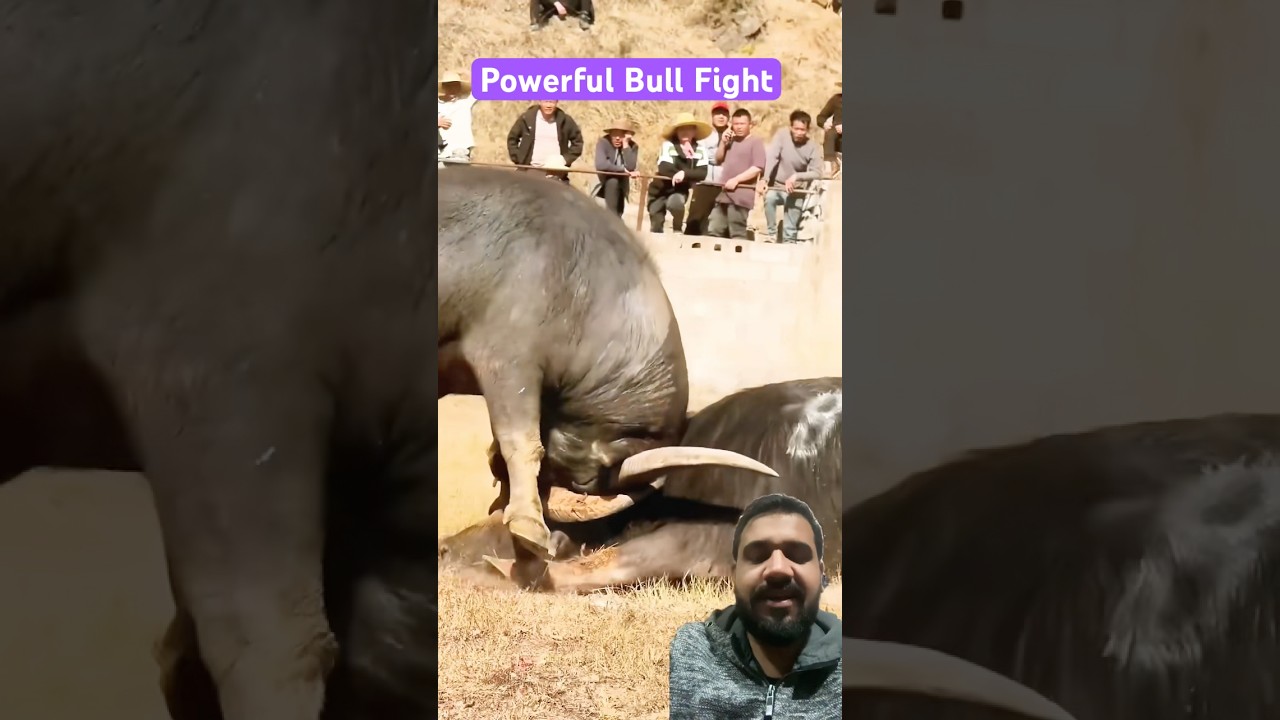 Powerful Bull Fight 