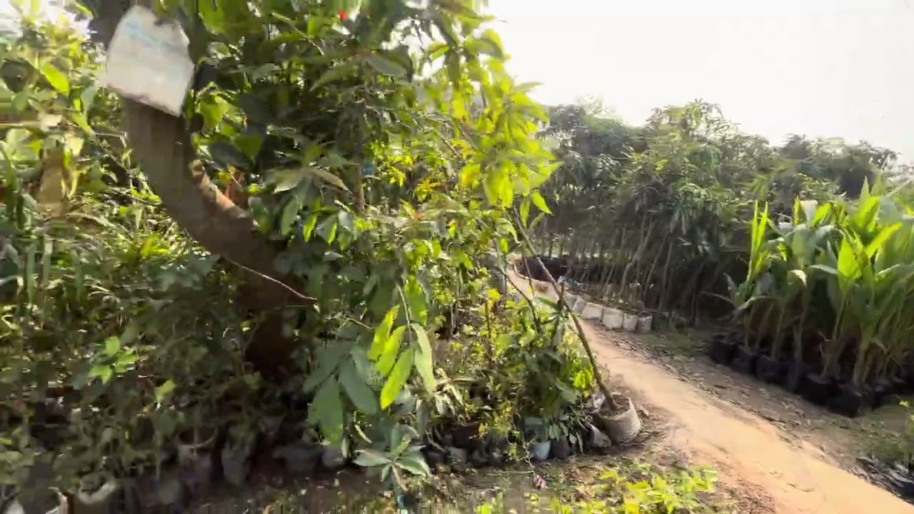 Plant nursery Buxar