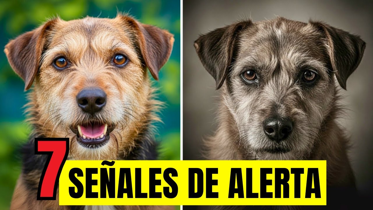 7 enfermedades Raras en Perros que DEBES detectar a tiempo