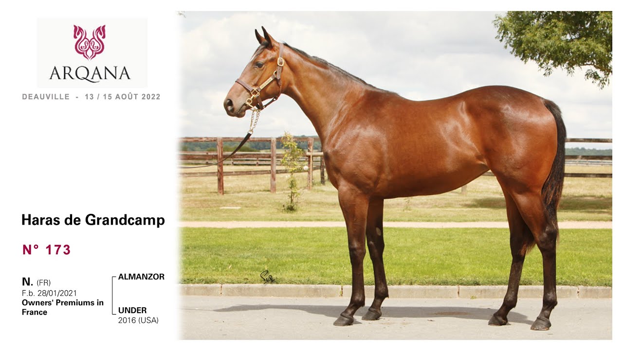 Arqana 2022.08- N&deg; 173 - F. / Almanzor x Under / Kitten's Joy, pr&eacute;sent&eacute;e par le Haras de Grandcamp.
