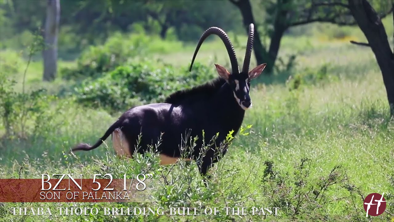 Thaba Tholo Game Farm - Breeding Bulls of the Past - 52 1/8