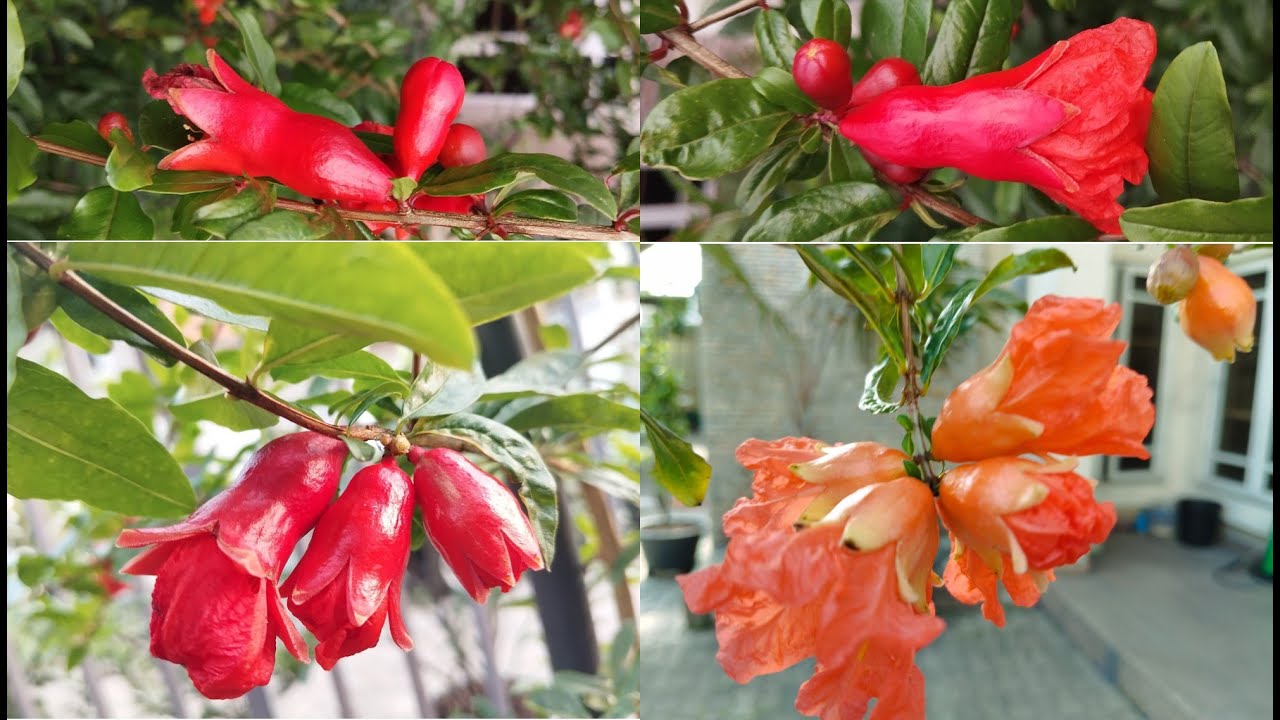 How to identify the difference between Male and Female Pomegranate Flowers
