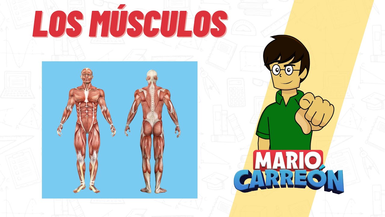 Los M&uacute;sculos: 💪 esquel&eacute;tico, liso y cardiaco