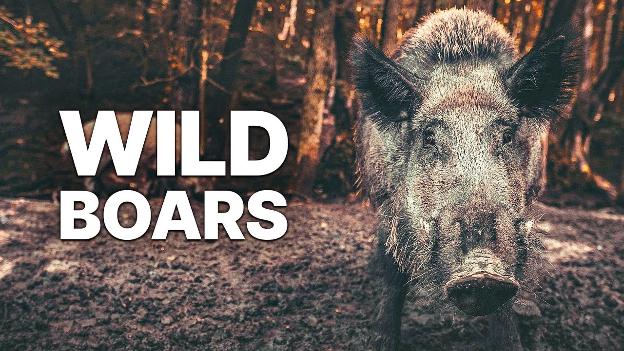 The Risky Life Of Wild Boars | Cunning And Relentless Pack Animals