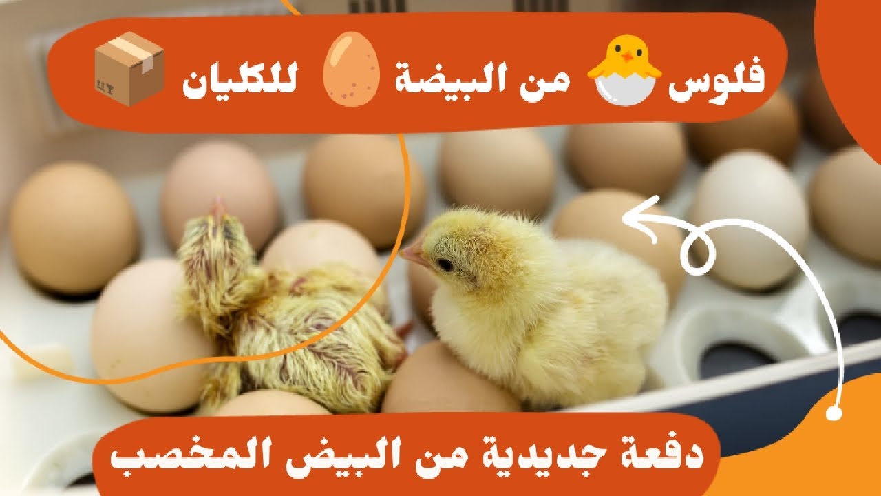  دجاج السلالات الحرة أنا معاك حتى تبدا مشروعك 🥚🐣📦