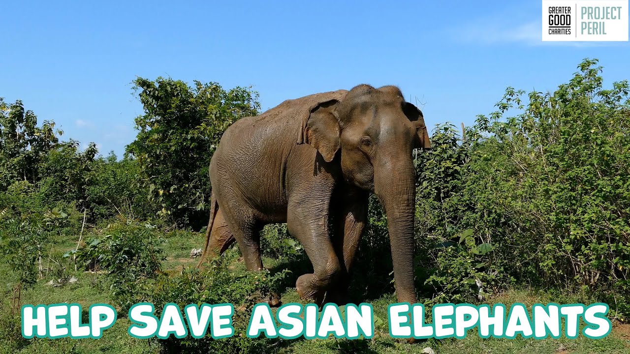 Help Save Endangered Asian Elephants