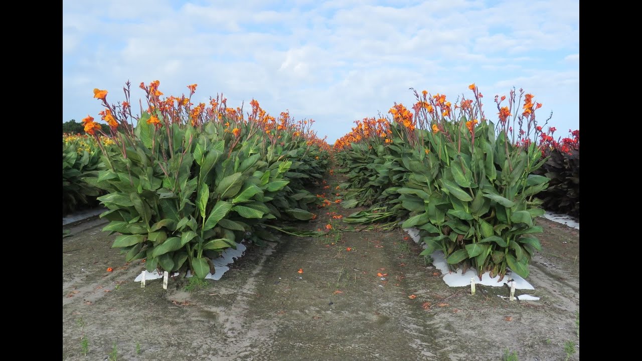 Canna Lily Farm Tour