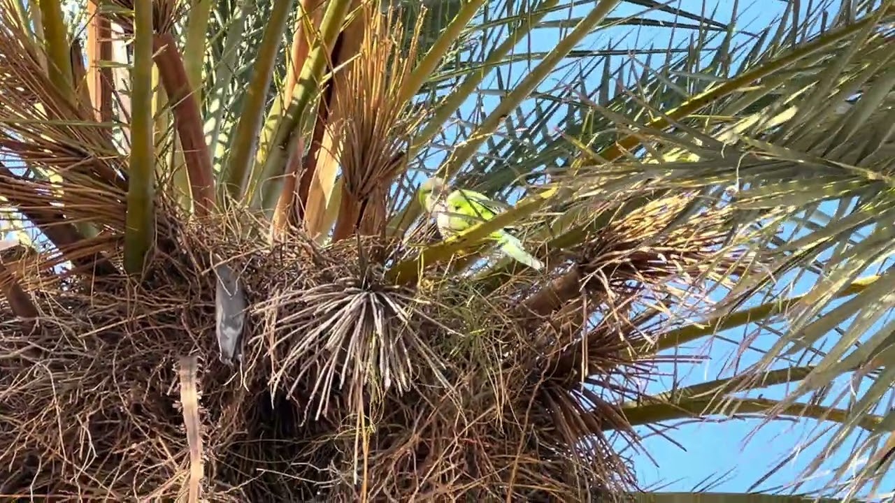 parrots 🦜 🦜 building a nest in a palm tree 🌴 /Spain 🇪🇸