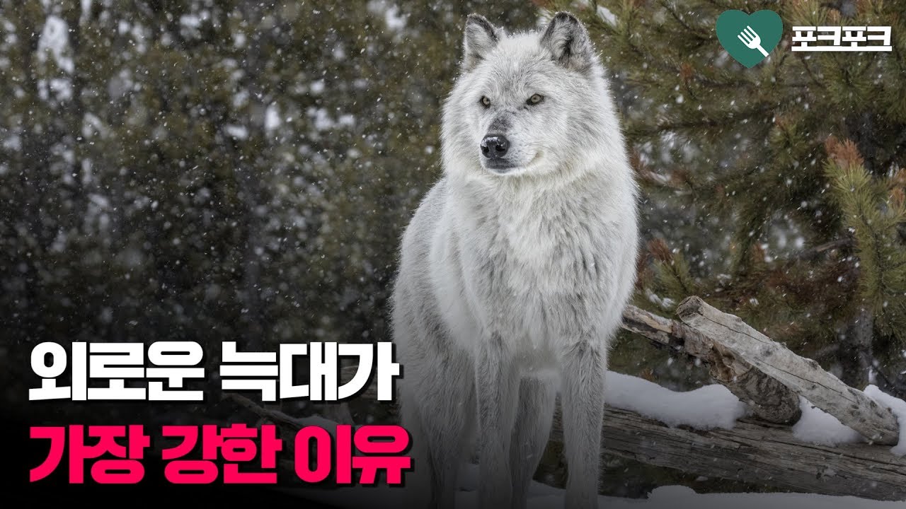 강해지고 싶으면 외로운 늑대가 되십시오 | 동기부여 영상