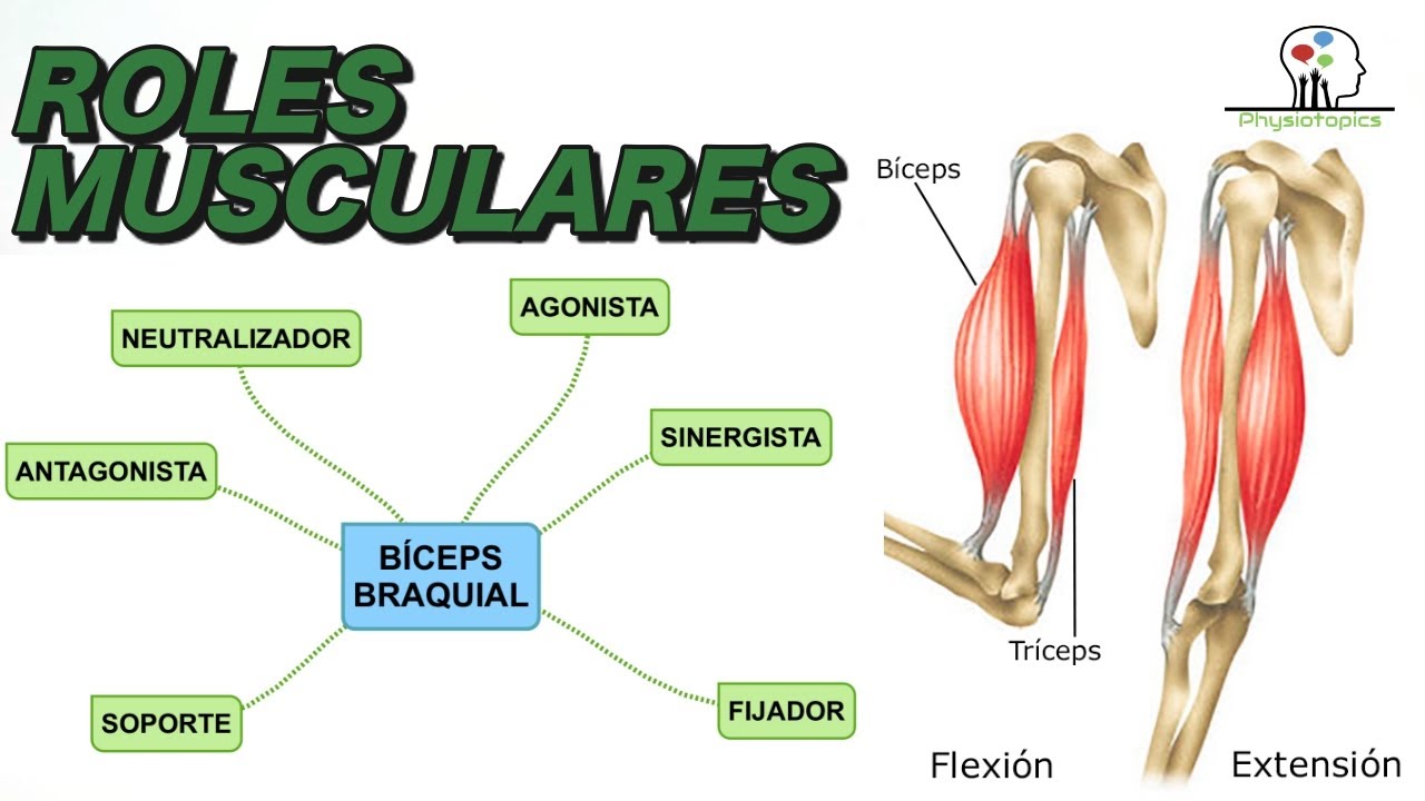 Roles Musculares | Agonista, antagonista, sinergista y más
