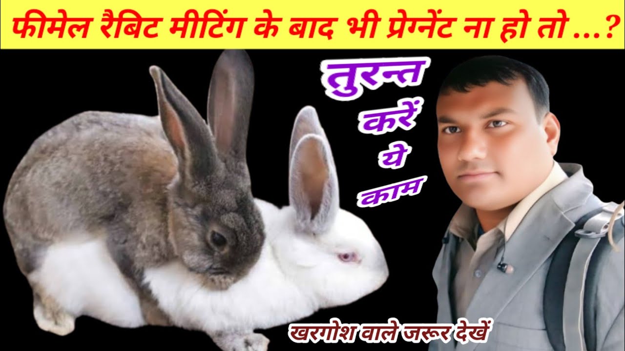 Rabbit Breeding Process In Hindi / Khargosh Ka Safal Meeting Kaise Karayen? Pregnent Rabbit 