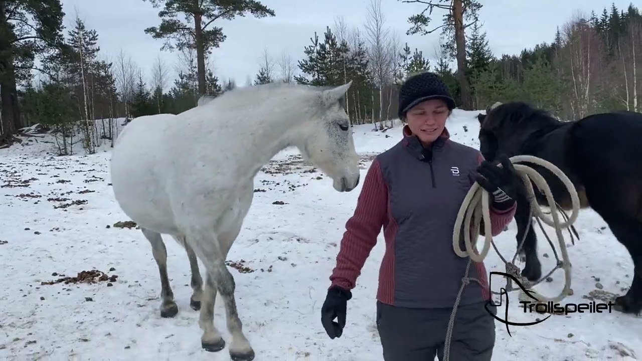 Gjøndar needs to change herd. Here’s how we do it, nice and easy.