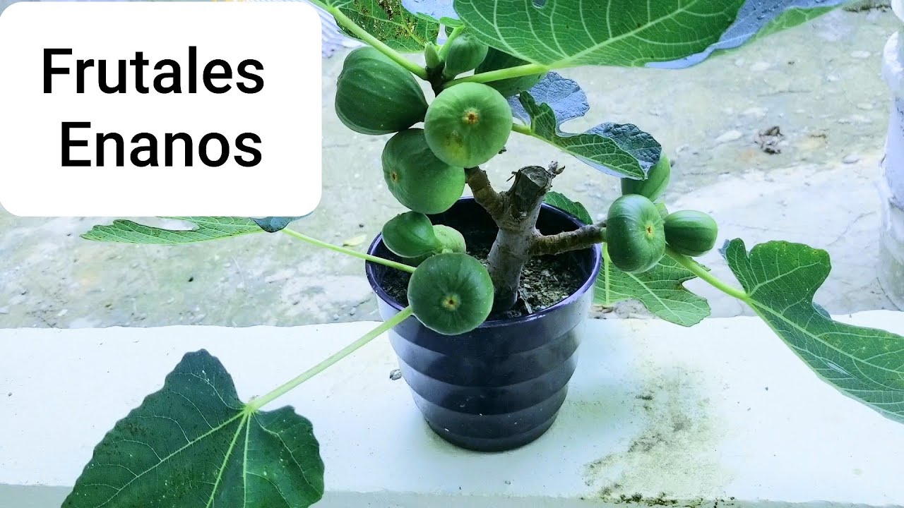 COMO TENER TU PROPIA HIGUERA ENANA EN MENOS DE UN MES. ACODO DE HIGO RAPIDO.