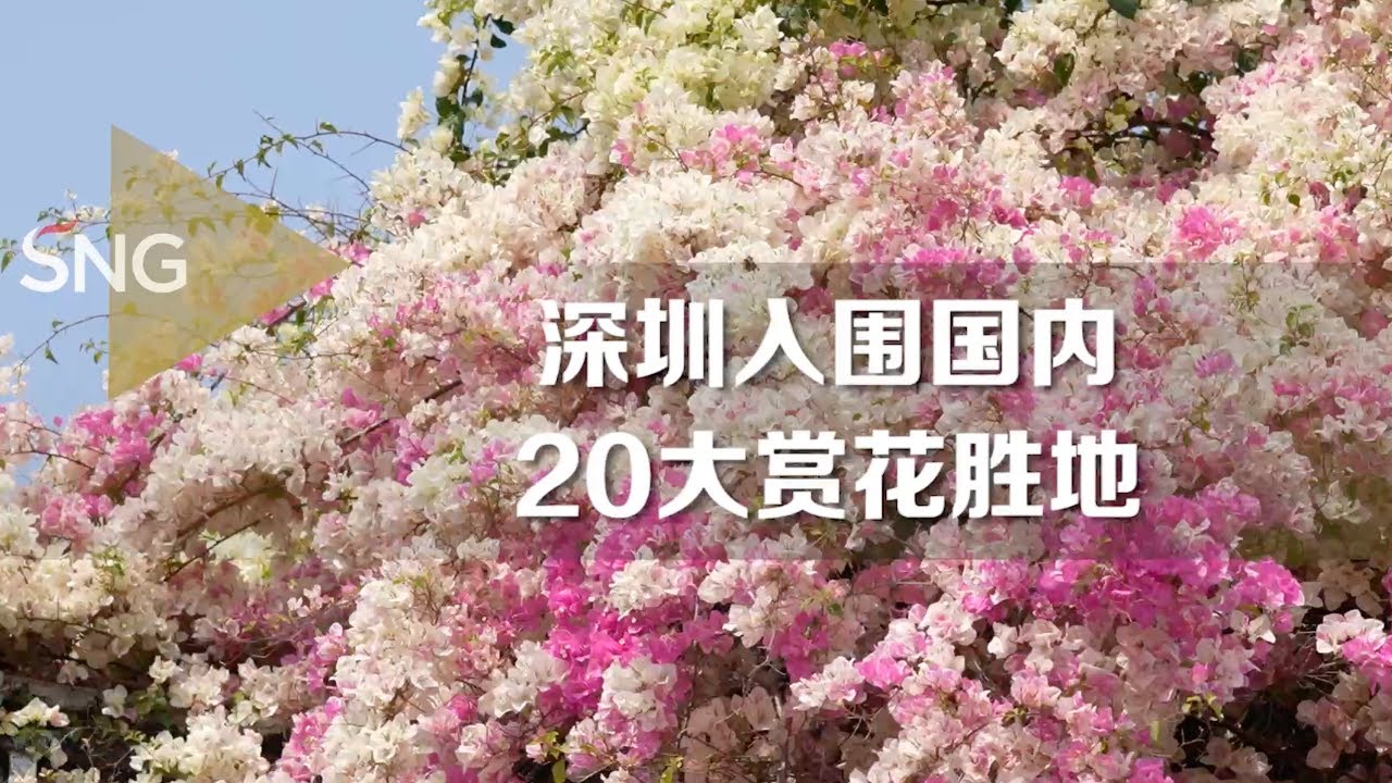 深圳入围国内20大赏花胜地