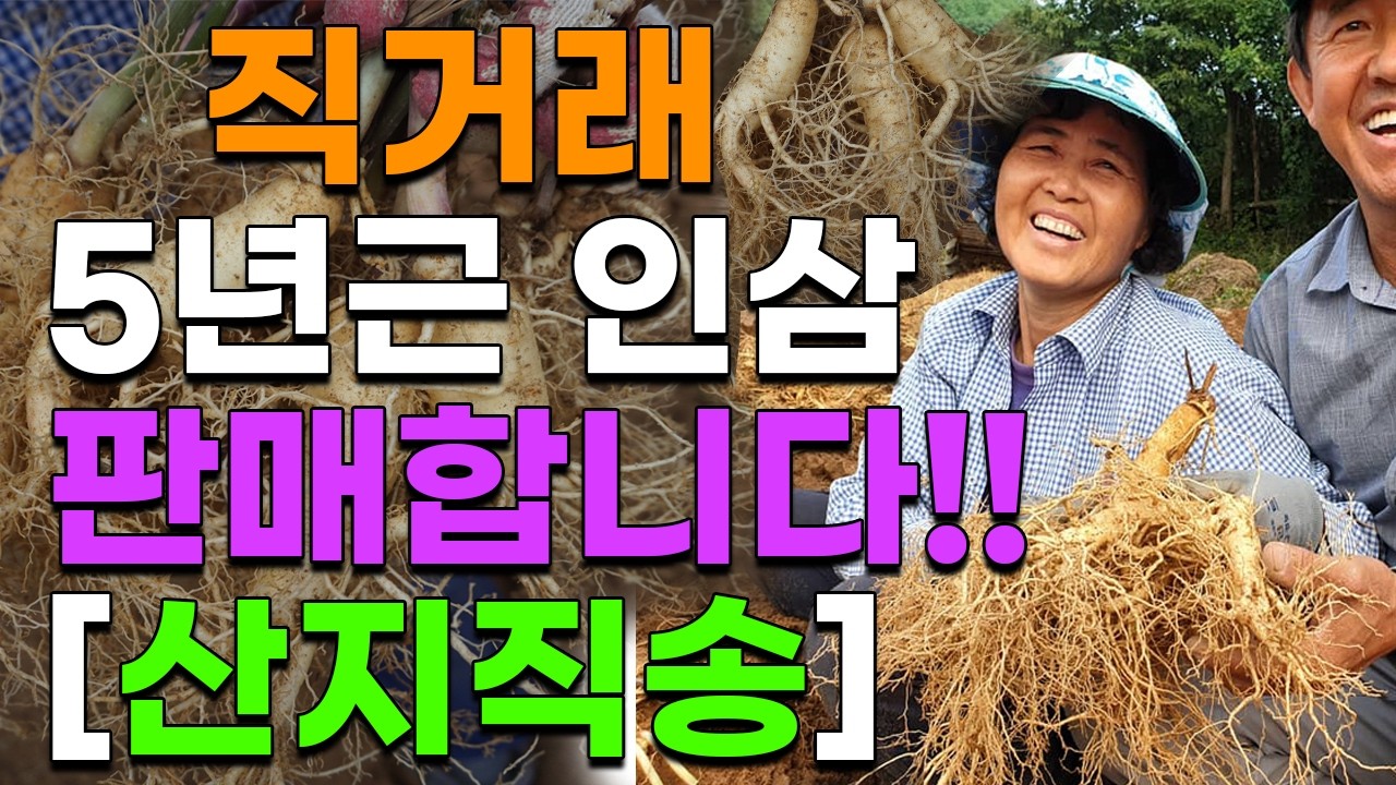 6년근 5년근 햇수삼 저렴하게 판매합니다 금산인삼 풍기인삼 강화인삼 보은인삼 010-3215-6365