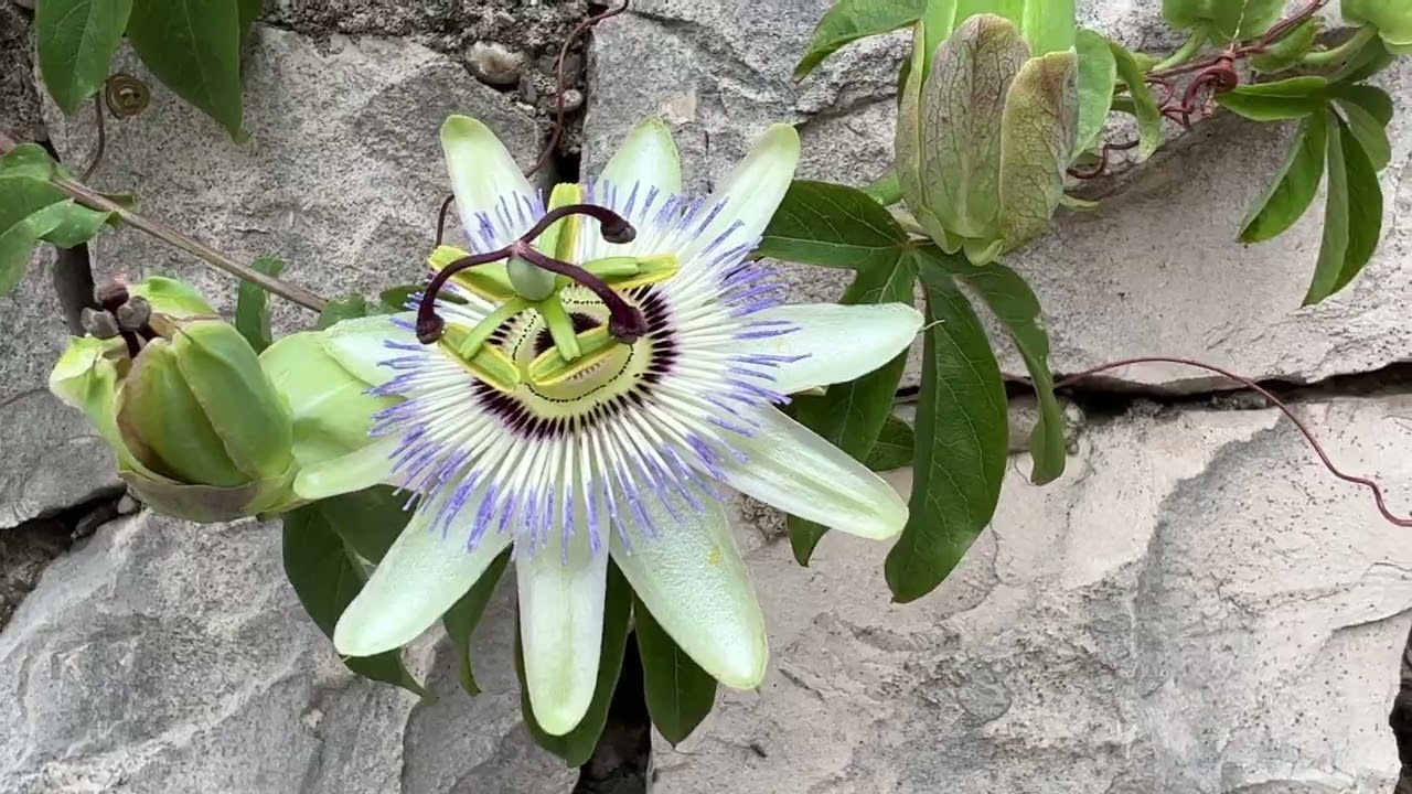 Klek Croatia. 2023, начало июня.