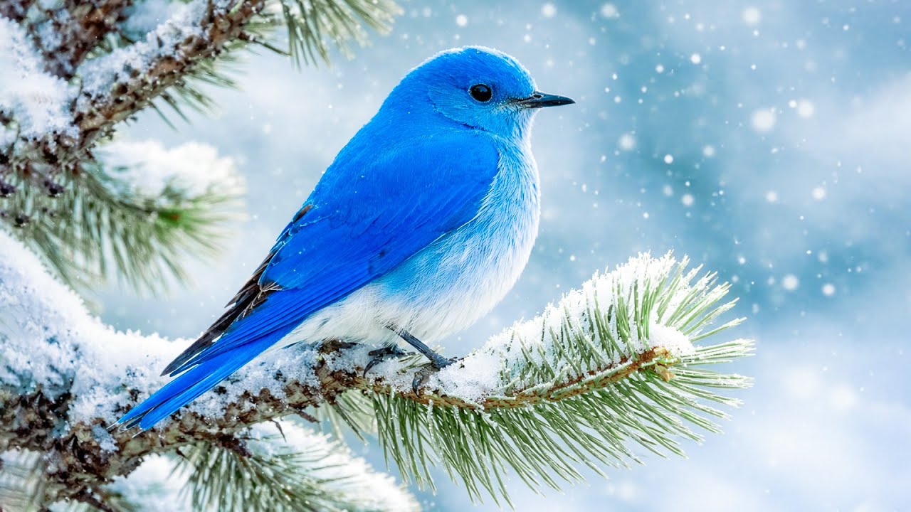 Soft Piano & Gentle Birdsong 🌿 Peaceful Nature Music for Deep Calm, Healing and Inner Peace