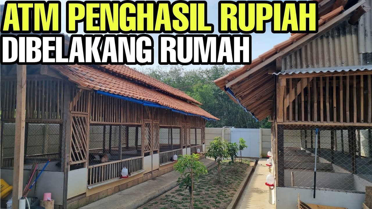 KANDANG AYAM SUPER PRAKTIS, COCOK UNTUKMU YG KERJA