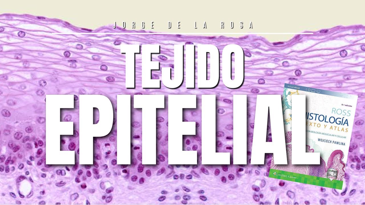 Tejido Epitelial | Resumen Histología Ross y Laminillas 🔍