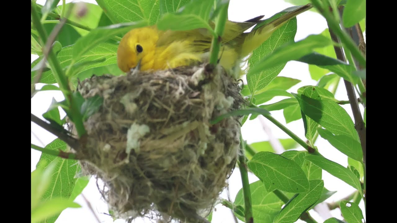 YELLOW WARBLER NESTS