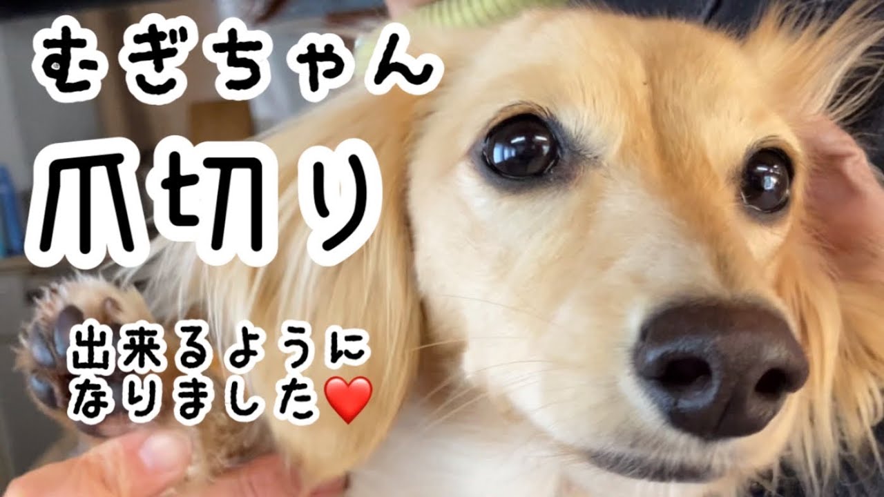 No.225 【黒い爪の犬の爪切りに挑戦】【自宅でトリミング】◯◯◯のおかげで克服しました！【ミニチュアダックス】