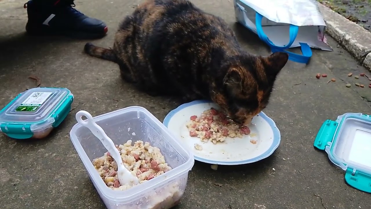 Бездомный Кот Со Своей Подругой / A Homeless Cat With His Girlfriend 🔥