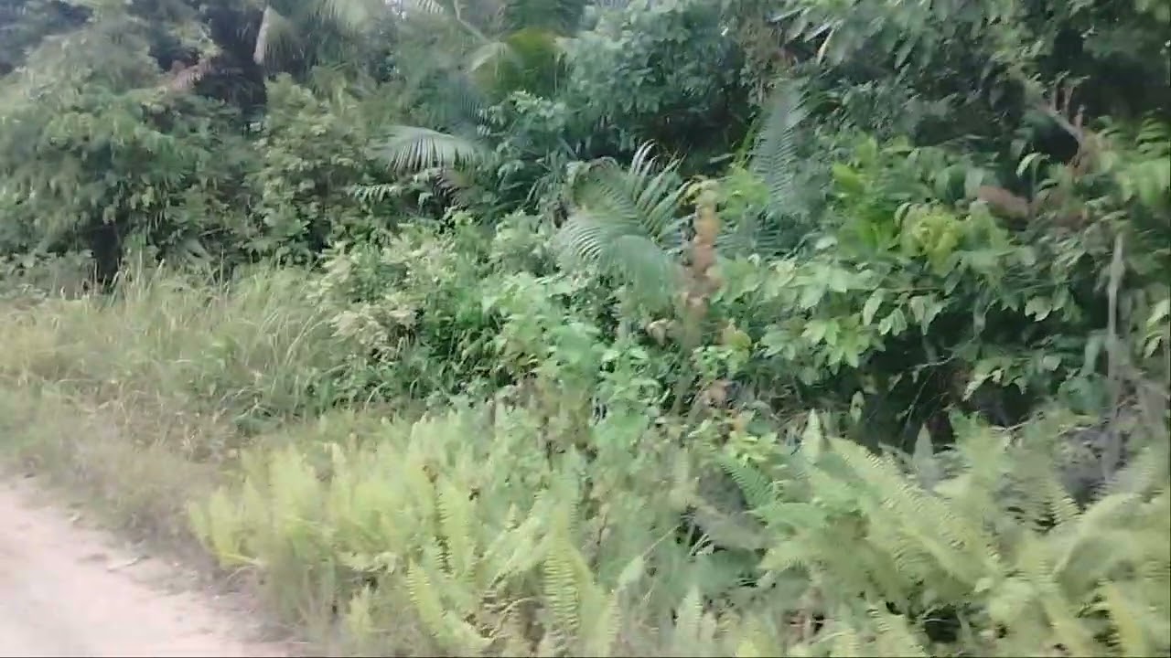 Residential Lot for sale 1,767 sqm clean title Tagbilaran City Bohol Philippines 3,500/sqm nego