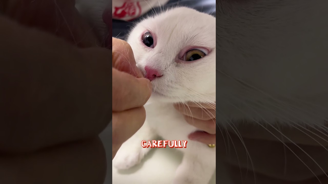 Bee Stung Cat: Owner to the Rescue!  #pets #cat #funny