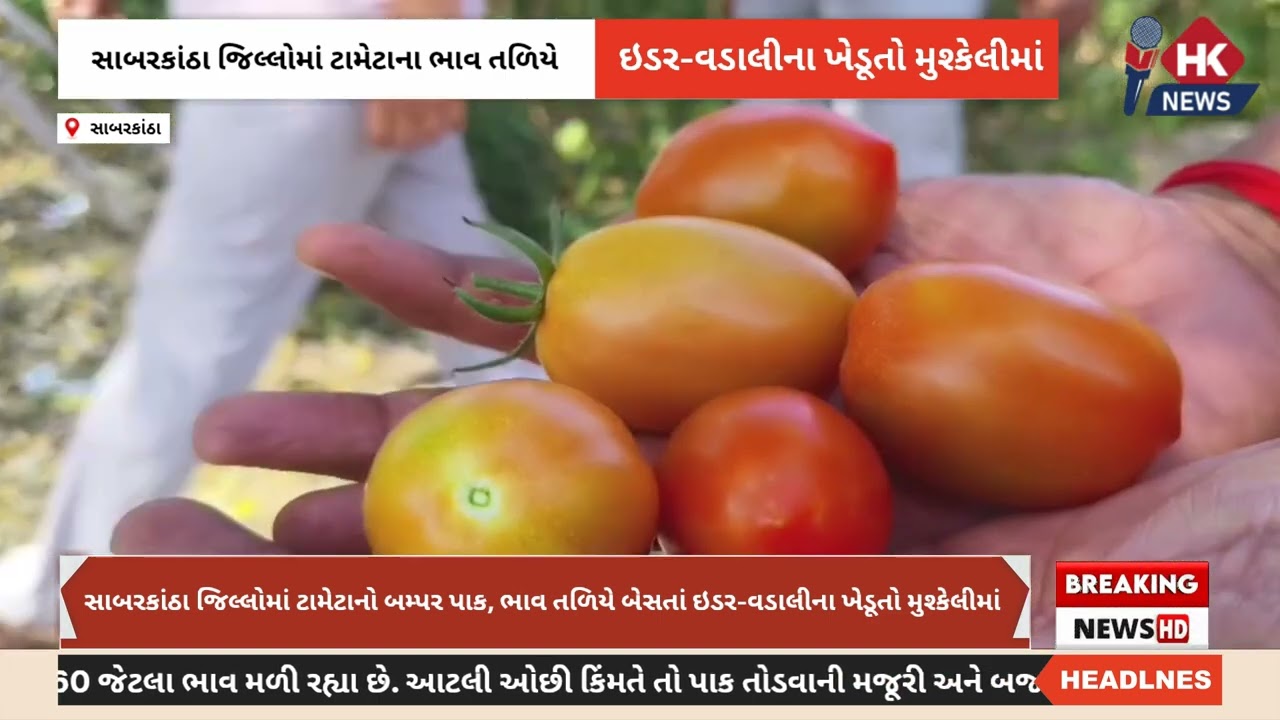 સાબરકાંઠા જિલ્લોમાં ટામેટાનો બમ્પર પાક, ભાવ તળિયે બેસતાં ઇડર-વડાલીના ખેડૂતો મુશ્કેલીમાં#sabarkantha 