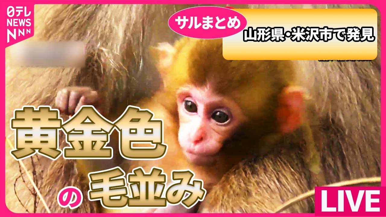 【サルまとめ】ニホンザル「群れで引っ越し」やっと決定 /  “山に帰ることを知らないサル”増加/ ベランダにサル“とびかかり”　など――（日テレNEWS LIVE）