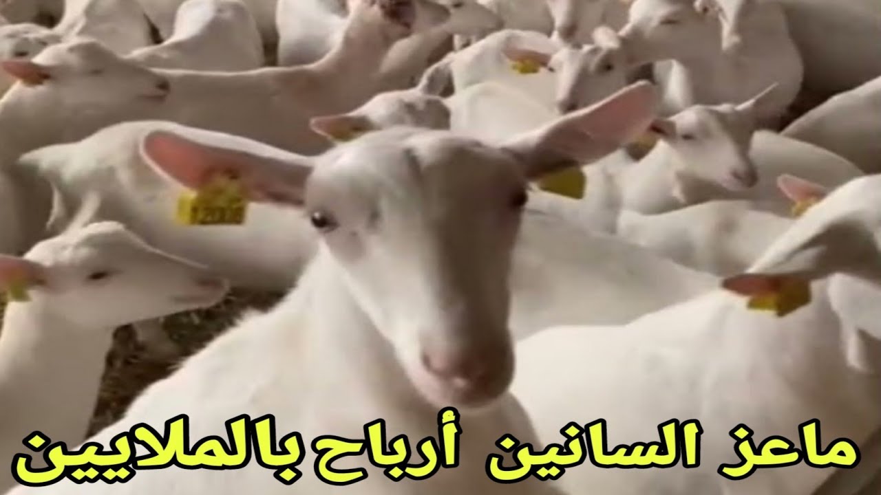 ماعز ( السانين ) عملاق الألبان واللحوم.فرصة مذهلة للارباح.مع د/السيد الطوخي التغذية.التربية. الاعلاف