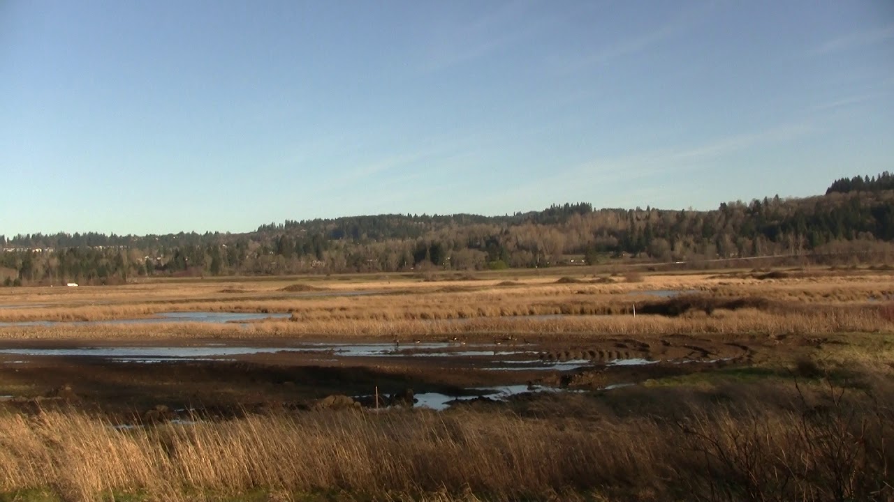 Steigerwald Reconnection Project-2. Управление экосистемами, проект Стейгервальд -- 2 (2484sp)