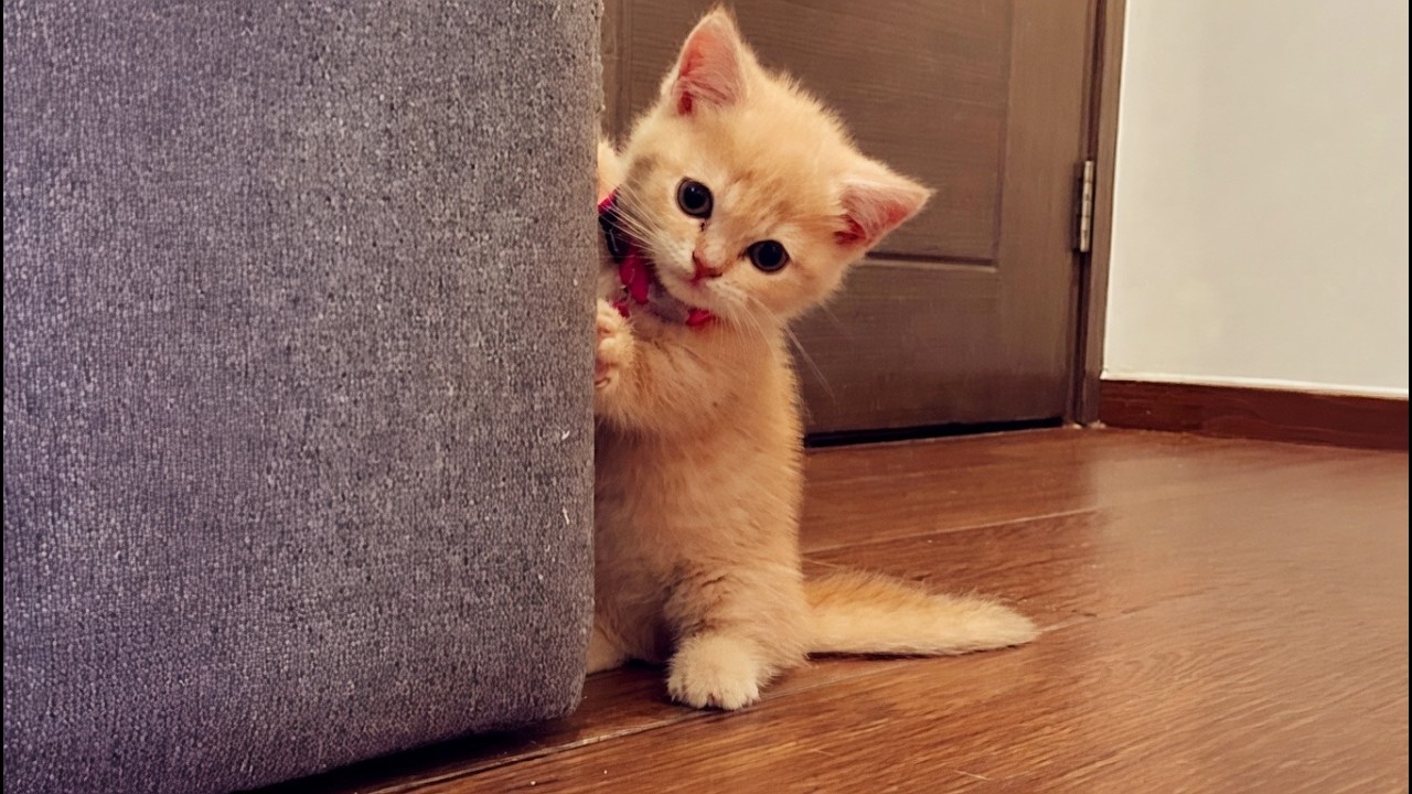 Самый милый котенок, которого вы когда-либо видели!