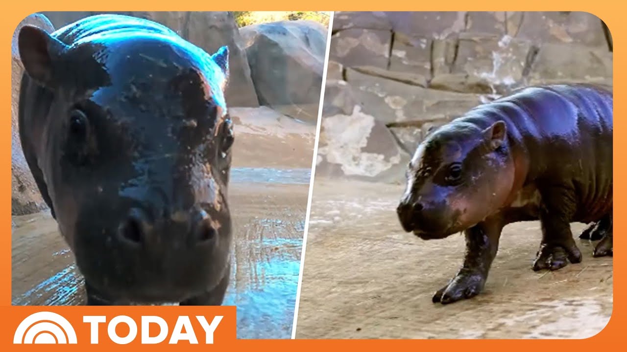 Help Name Arizona Wildlife World Zoo's Baby Pygmy Hippo!