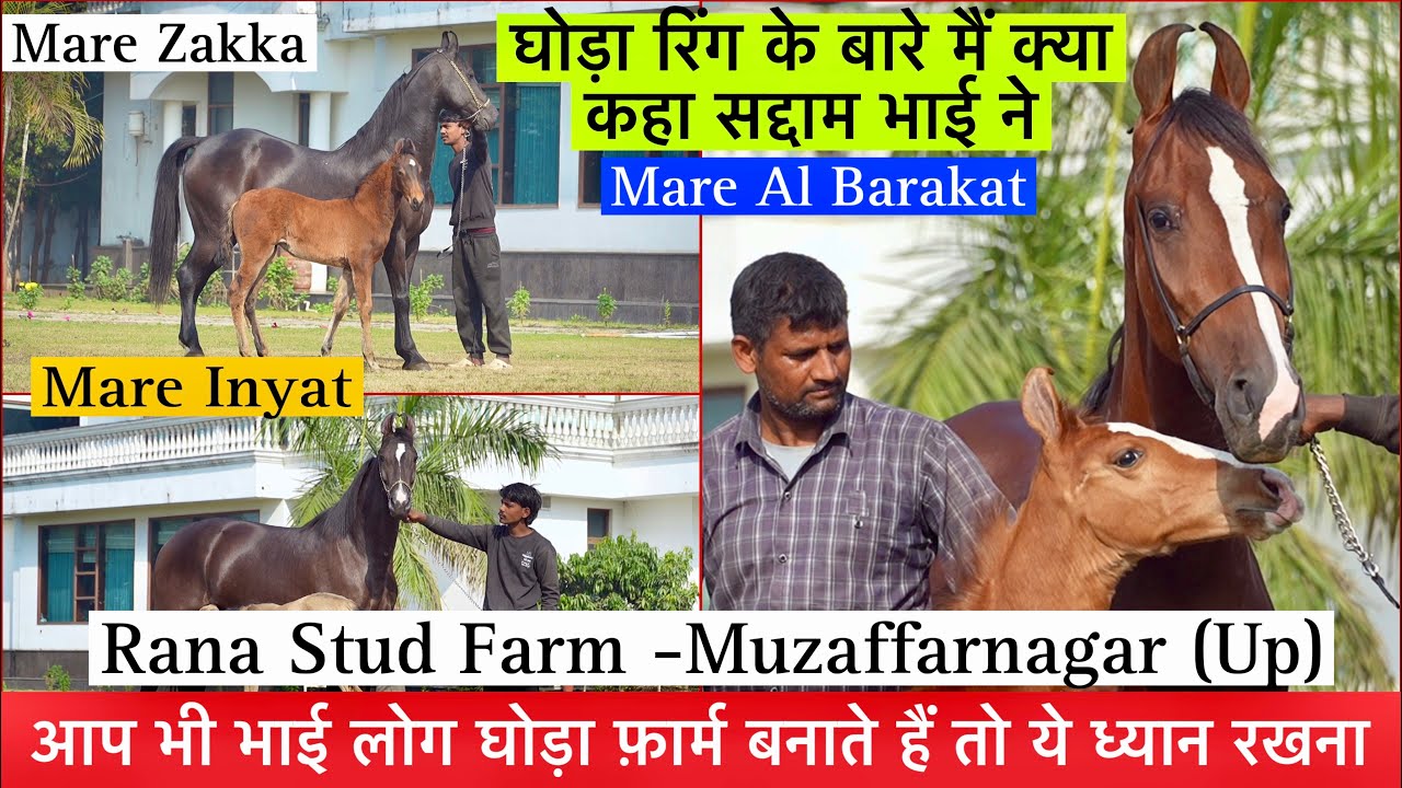 देखिए Rana Stud Farm के बेहतरीन होम ब्रीड बच्चे आप भी फ़ार्म बनाओ तो ये गलती मत करना !