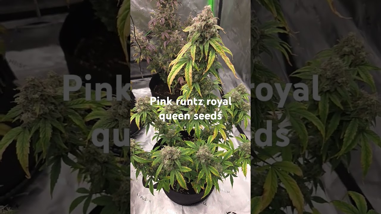 Pink runtz royal queen seeds