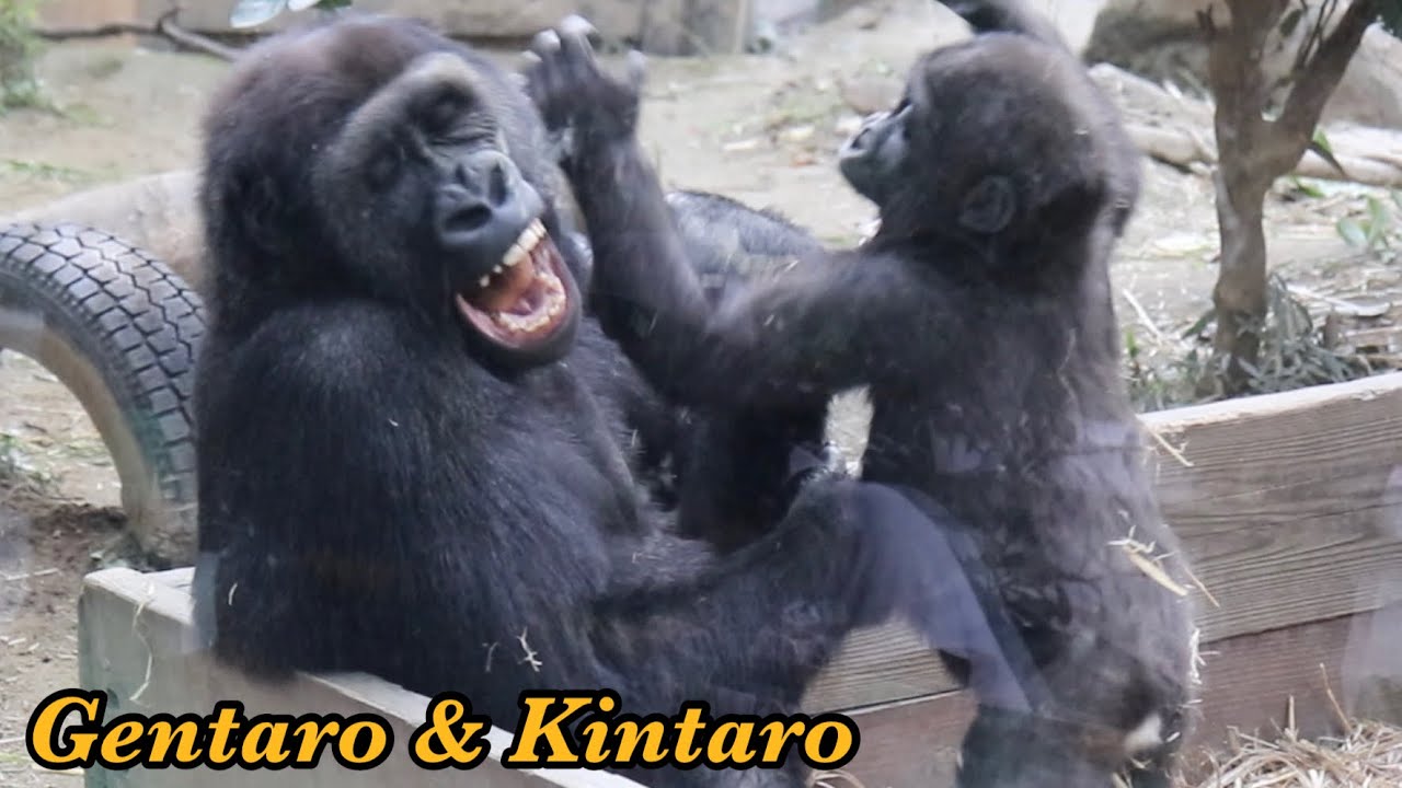 うるさい！父ゴリラが怒っても止まらない息子達⭐️Gorilla【京都市動物園】Be quiet! Momotaro scolded his sons playing by his side.