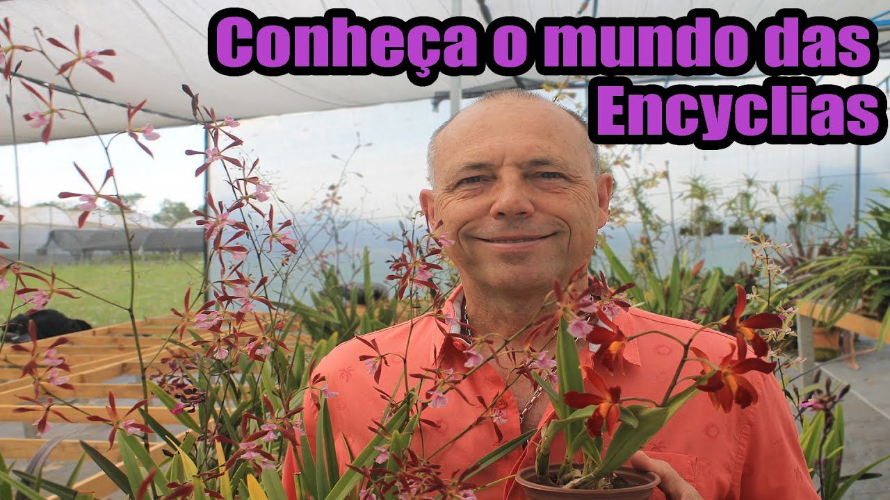 Conheça o maravilhoso Mundo das Encyclias!!