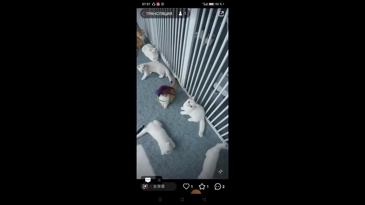 my cat's