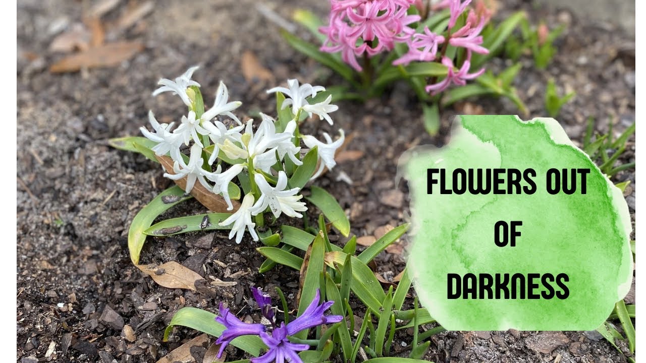 God can bring flowers out of darkness 🪻